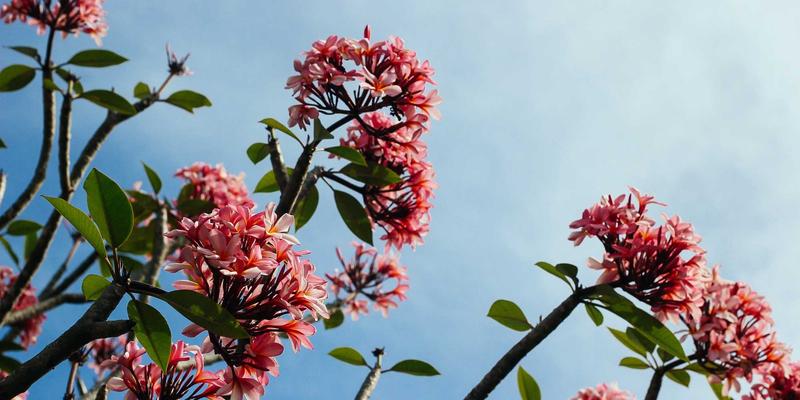 深圳医疗卫生机构招聘全攻略：解锁高薪职位与职业培训发展路径