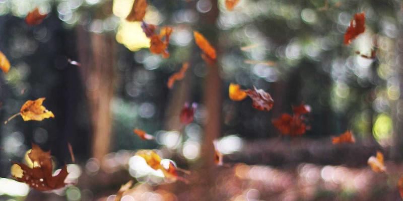 深圳招聘新趋势：人才服务如何赋能职业发展新路径